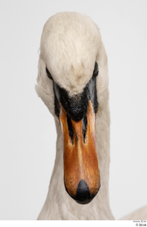 Mute swan head 0005.jpg